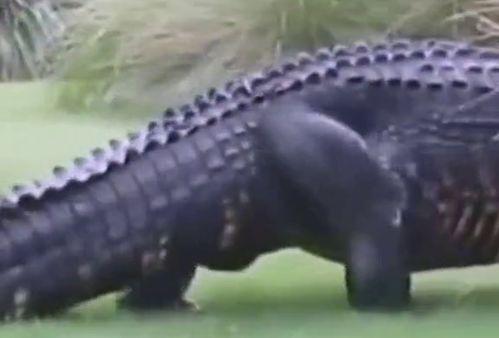 国产巨型蜘蛛鳄鱼视频,揭秘神秘生物的惊悚瞬间