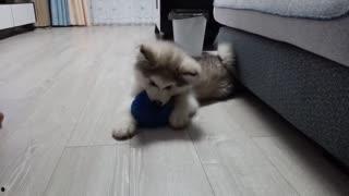 海狗国产搞笑视频,国产萌宠欢乐无限