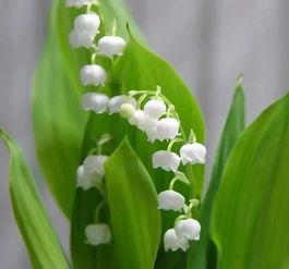 国产铃兰的繁殖方法视频