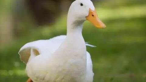 国产酒店找鸭子视频