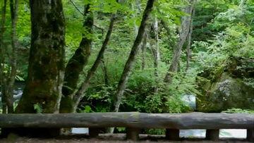 国产老头树林视频  第2张