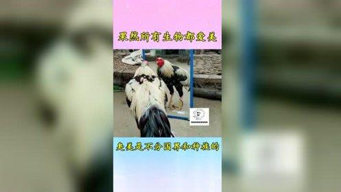 国产热门搞笑视频网站,笑翻天！揭秘国产热门搞笑视频网站背后的欢乐风暴